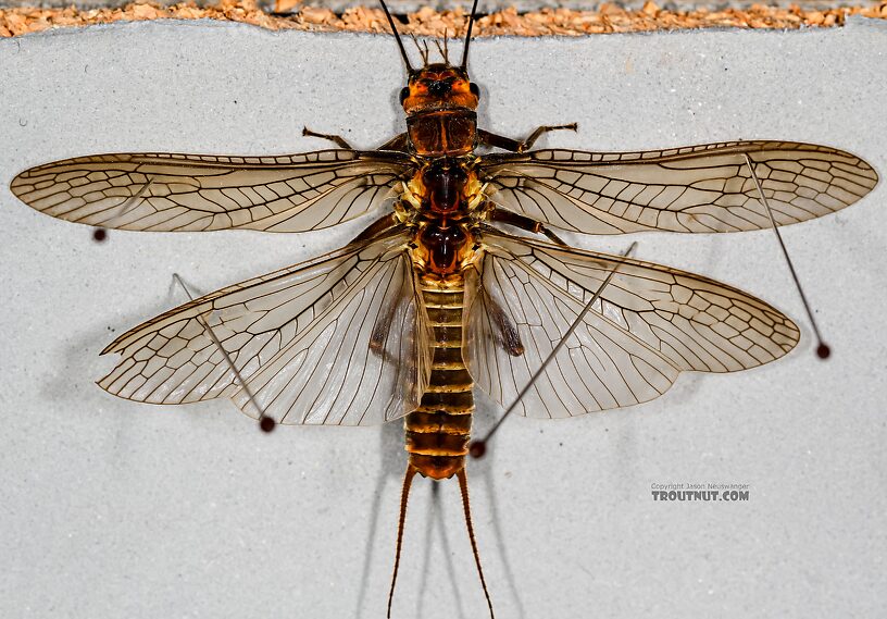 Female Hesperoperla pacifica (Golden Stone) Stonefly Adult from the Henry's Fork of the Snake River in Idaho