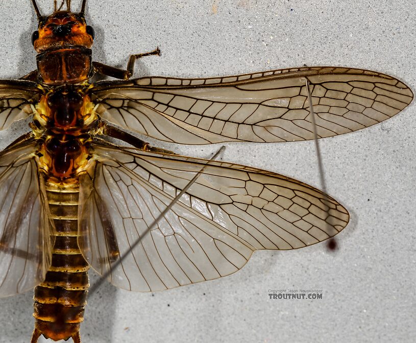 Female Hesperoperla pacifica (Golden Stone) Stonefly Adult from the Henry's Fork of the Snake River in Idaho