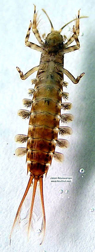 Isonychia bicolor (Mahogany Dun) Mayfly Nymph from the Namekagon River in Wisconsin