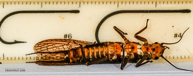 Female Hesperoperla pacifica (Golden Stone) Stonefly Adult from the Henry's Fork of the Snake River in Idaho