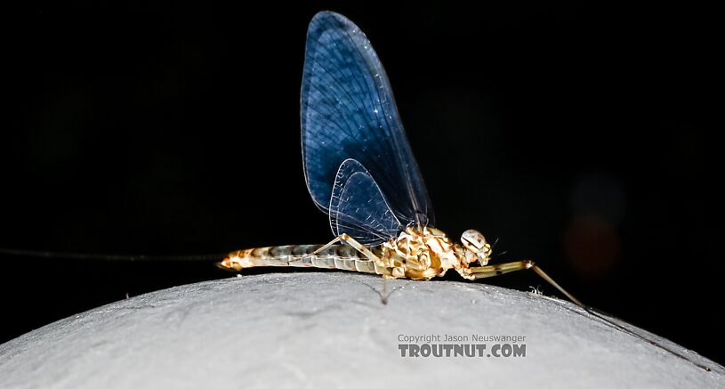 Male Epeorus albertae (Pink Lady) Mayfly Spinner from the Henry's Fork of the Snake River in Idaho