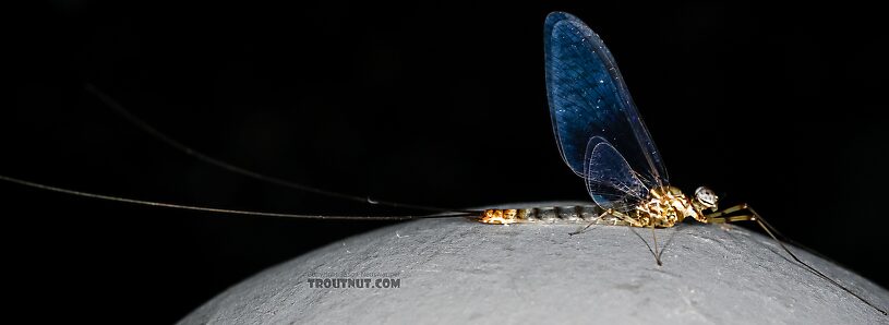 Male Epeorus albertae (Pink Lady) Mayfly Spinner from the Henry's Fork of the Snake River in Idaho