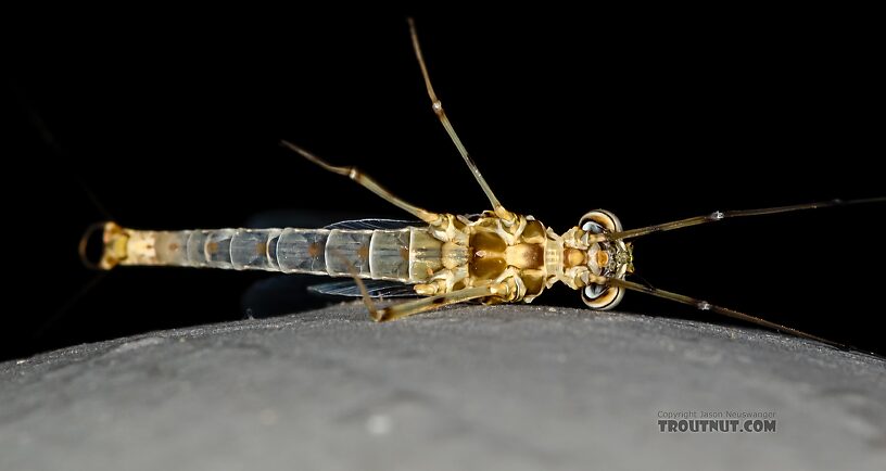 Male Epeorus albertae (Pink Lady) Mayfly Spinner from the Henry's Fork of the Snake River in Idaho