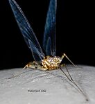 Male Epeorus albertae (Pink Lady) Mayfly Spinner