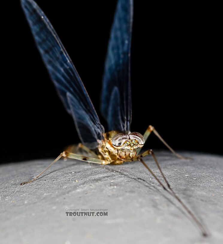 Male Epeorus albertae (Pink Lady) Mayfly Spinner from the Henry's Fork of the Snake River in Idaho