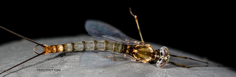 Male Epeorus albertae (Pink Lady) Mayfly Spinner from the Henry's Fork of the Snake River in Idaho