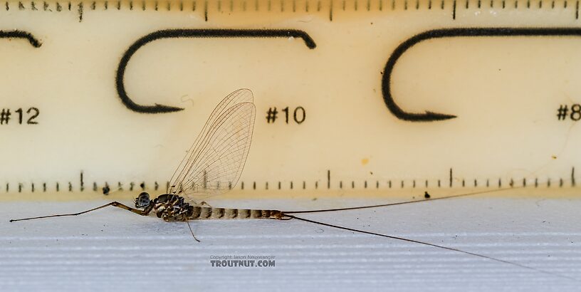 Male Epeorus albertae (Pink Lady) Mayfly Spinner from the Henry's Fork of the Snake River in Idaho