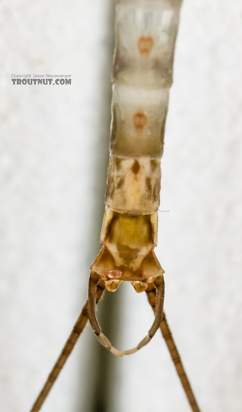 Male Epeorus albertae (Pink Lady) Mayfly Spinner from the Henry's Fork of the Snake River in Idaho