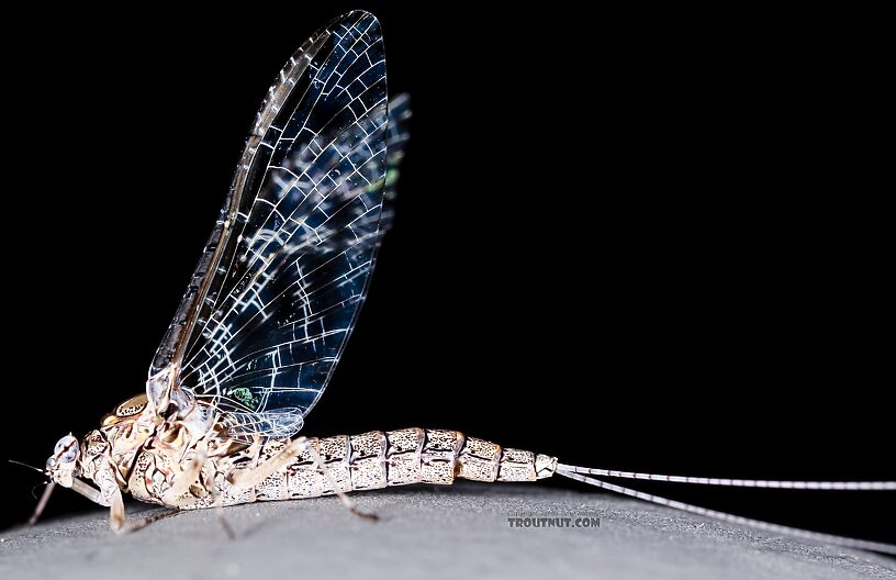 Female Callibaetis ferrugineus (Speckled Spinner) Mayfly Spinner from the Henry's Fork of the Snake River in Idaho