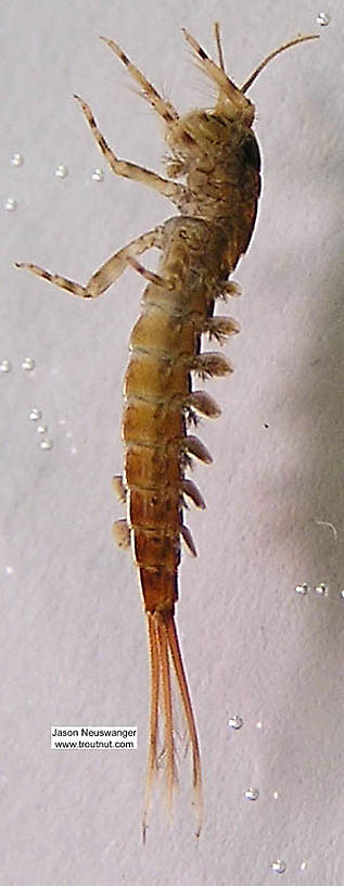 Isonychia bicolor (Mahogany Dun) Mayfly Nymph from the Namekagon River in Wisconsin