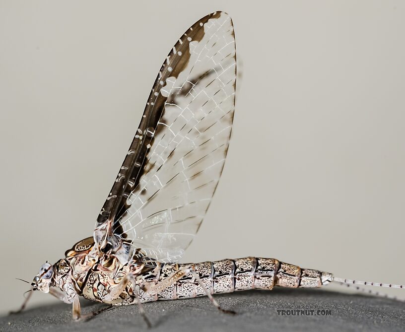 Female Callibaetis ferrugineus (Speckled Spinner) Mayfly Spinner from the Henry's Fork of the Snake River in Idaho