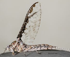 Female Callibaetis ferrugineus (Speckled Spinner) Mayfly Spinner