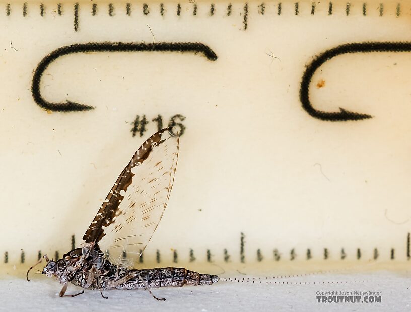 Female Callibaetis ferrugineus (Speckled Spinner) Mayfly Spinner from the Henry's Fork of the Snake River in Idaho