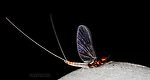 Male Acerpenna pygmaea (Tiny Blue-Winged Olive) Mayfly Spinner