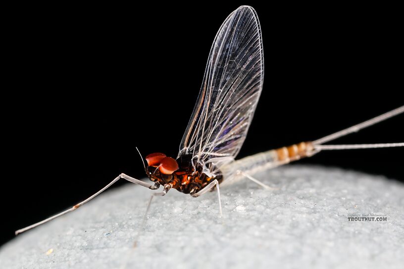 Male Acerpenna pygmaea (Tiny Blue-Winged Olive) Mayfly Spinner from the Henry's Fork of the Snake River in Idaho