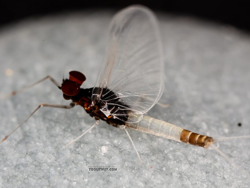 Male Acerpenna pygmaea (Tiny Blue-Winged Olive) Mayfly Spinner from the Henry's Fork of the Snake River in Idaho