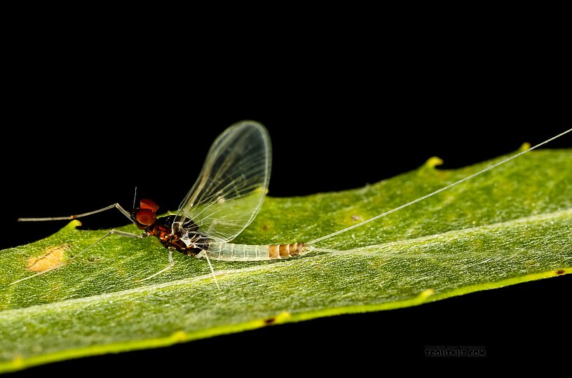 Male Acerpenna pygmaea (Tiny Blue-Winged Olive) Mayfly Spinner from the Henry's Fork of the Snake River in Idaho