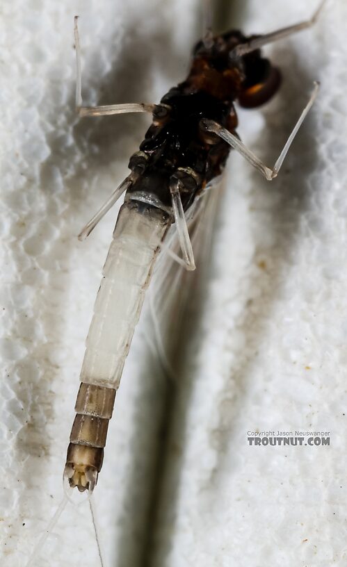 Male Acerpenna pygmaea (Tiny Blue-Winged Olive) Mayfly Spinner from the Henry's Fork of the Snake River in Idaho