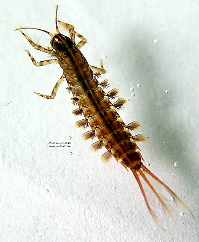 Isonychia bicolor (Mahogany Dun) Mayfly Nymph from the Namekagon River in Wisconsin