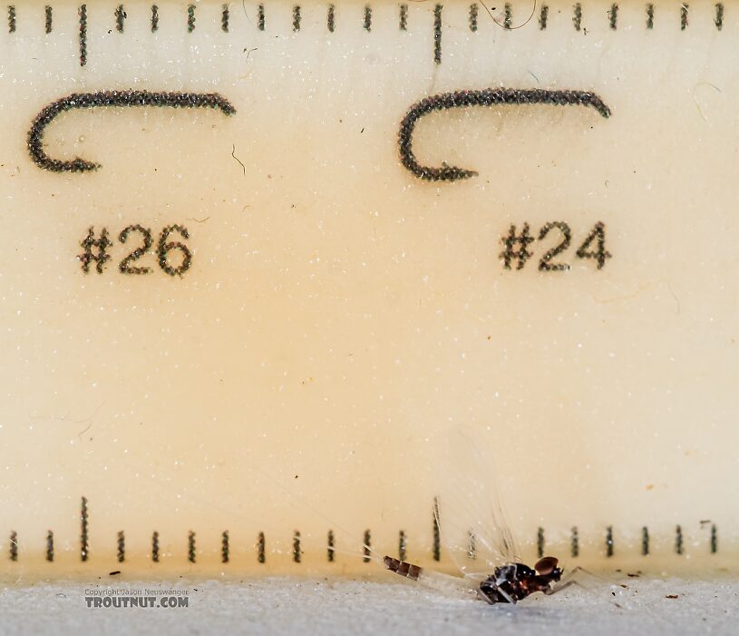 Male Acerpenna pygmaea (Tiny Blue-Winged Olive) Mayfly Spinner from the Henry's Fork of the Snake River in Idaho