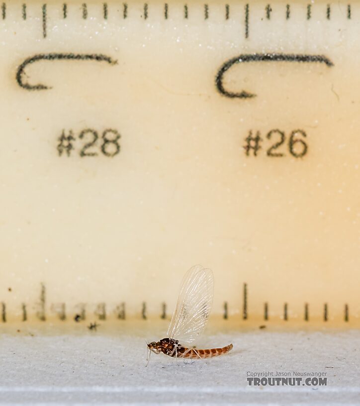 Female Acerpenna pygmaea (Tiny Blue-Winged Olive) Mayfly Spinner from the Henry's Fork of the Snake River in Idaho