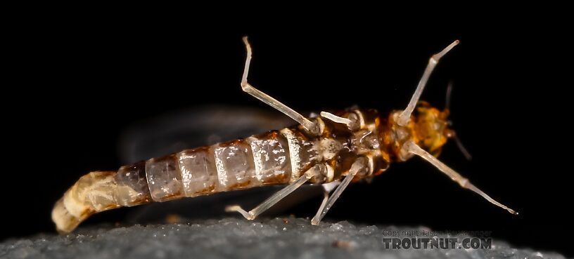 Female Acerpenna pygmaea (Tiny Blue-Winged Olive) Mayfly Spinner from the Henry's Fork of the Snake River in Idaho