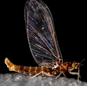 Female Acerpenna pygmaea (Tiny Blue-Winged Olive) Mayfly Spinner