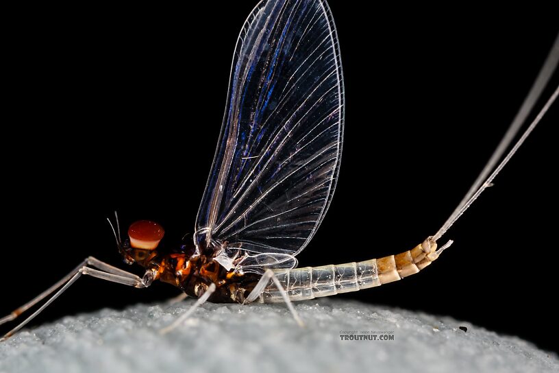 Male Acerpenna pygmaea (Tiny Blue-Winged Olive) Mayfly Spinner from the Henry's Fork of the Snake River in Idaho