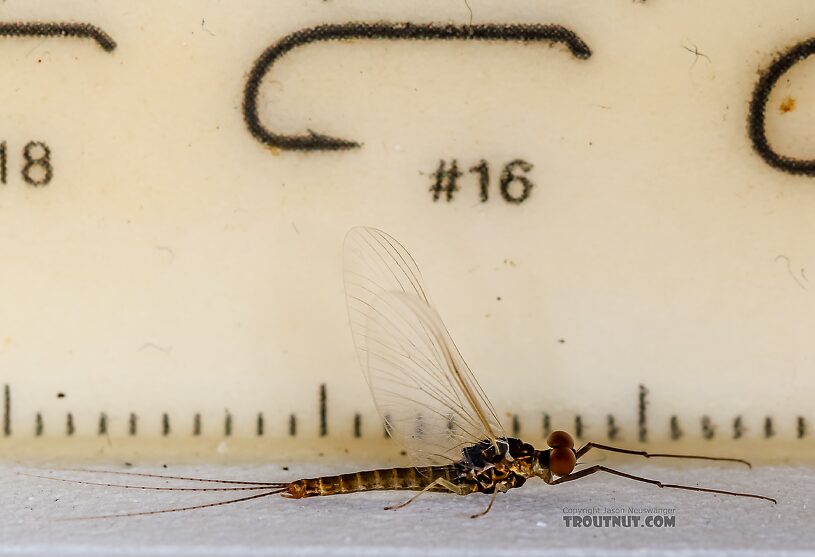 Male Ephemerella excrucians (Pale Morning Dun) Mayfly Spinner from the Henry's Fork of the Snake River in Idaho