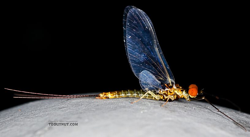 Male Ephemerella excrucians (Pale Morning Dun) Mayfly Spinner from the Henry's Fork of the Snake River in Idaho