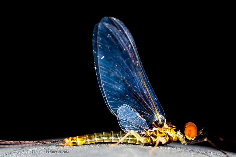 Male Ephemerella excrucians (Pale Morning Dun) Mayfly Spinner from the Henry's Fork of the Snake River in Idaho