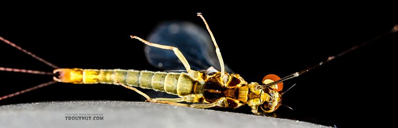 Male Ephemerella excrucians (Pale Morning Dun) Mayfly Spinner from the Henry's Fork of the Snake River in Idaho