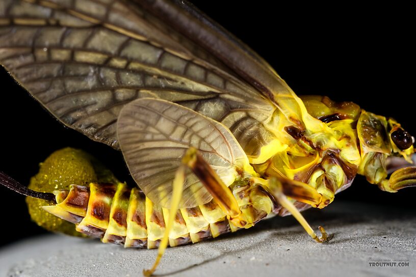 Female Drunella grandis (Western Green Drake) Mayfly Dun from the Henry's Fork of the Snake River in Idaho