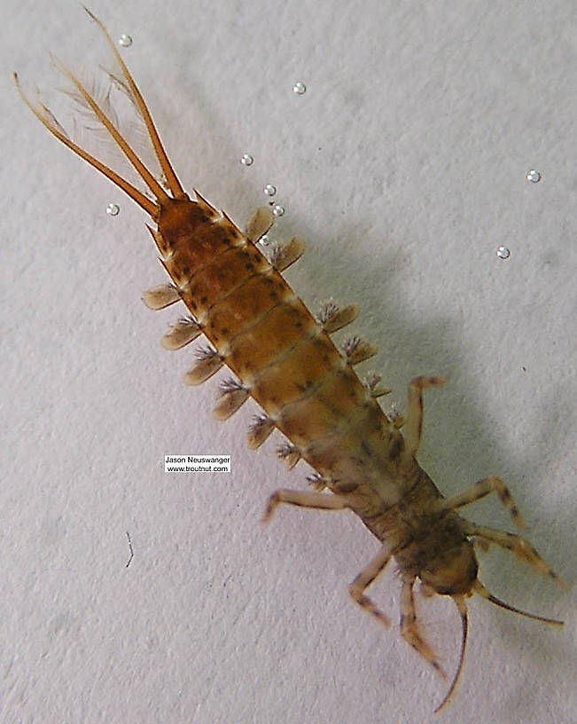 Isonychia bicolor (Mahogany Dun) Mayfly Nymph from the Namekagon River in Wisconsin