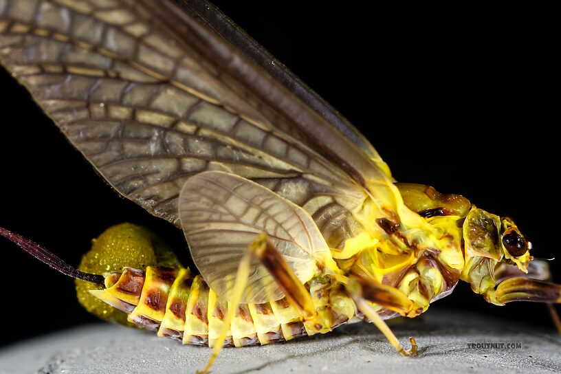 Female Drunella grandis (Western Green Drake) Mayfly Dun from the Henry's Fork of the Snake River in Idaho