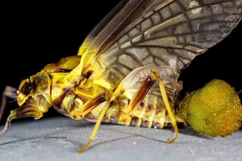 Female Drunella grandis (Western Green Drake) Mayfly Dun from the Henry's Fork of the Snake River in Idaho