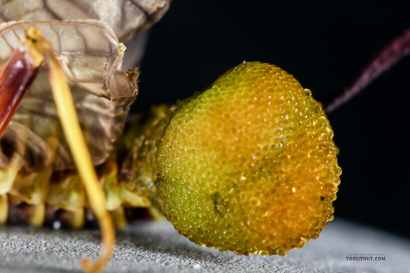 Female Drunella grandis (Western Green Drake) Mayfly Dun from the Henry's Fork of the Snake River in Idaho