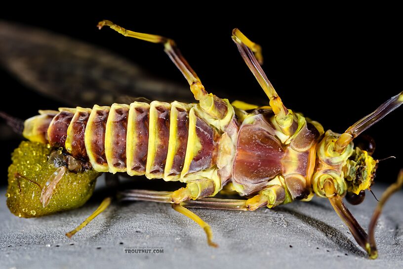 Female Drunella grandis (Western Green Drake) Mayfly Dun from the Henry's Fork of the Snake River in Idaho