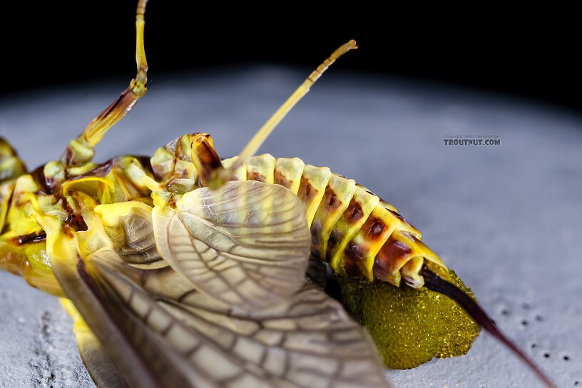 Female Drunella grandis (Western Green Drake) Mayfly Dun from the Henry's Fork of the Snake River in Idaho