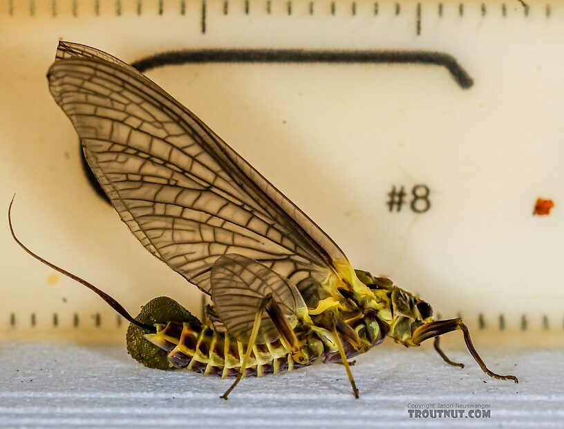 Female Drunella grandis (Western Green Drake) Mayfly Dun from the Henry's Fork of the Snake River in Idaho