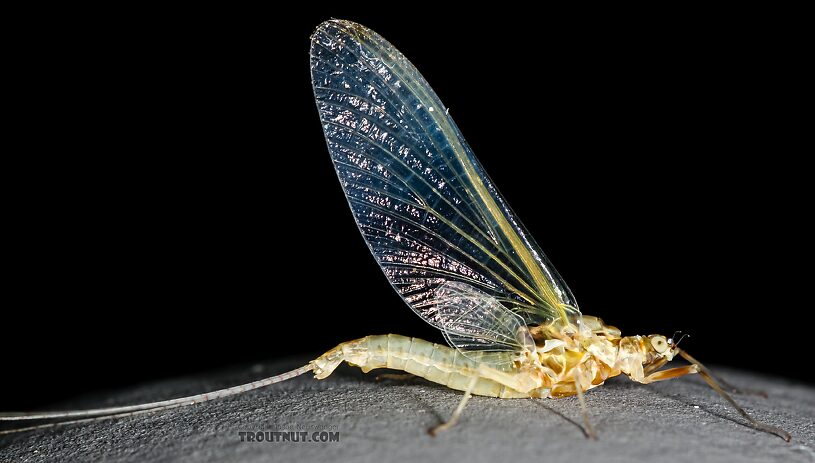 Female Ephemerella excrucians (Pale Morning Dun) Mayfly Spinner from Red Rock Creek in Idaho