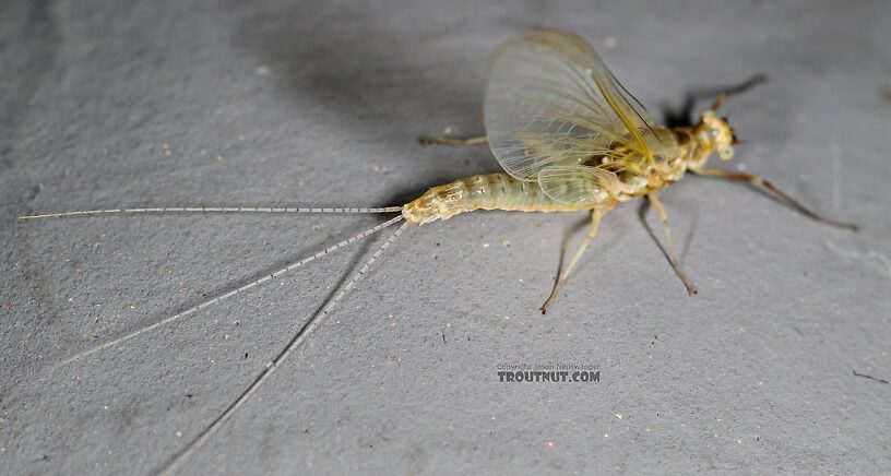 Female Ephemerella excrucians (Pale Morning Dun) Mayfly Spinner from Red Rock Creek in Idaho