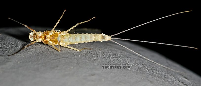 Female Ephemerella excrucians (Pale Morning Dun) Mayfly Spinner from Red Rock Creek in Idaho