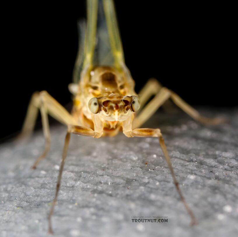 Female Ephemerella excrucians (Pale Morning Dun) Mayfly Spinner from Red Rock Creek in Idaho