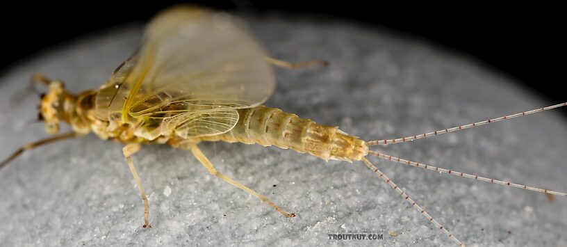 Female Ephemerella excrucians (Pale Morning Dun) Mayfly Spinner from Red Rock Creek in Idaho