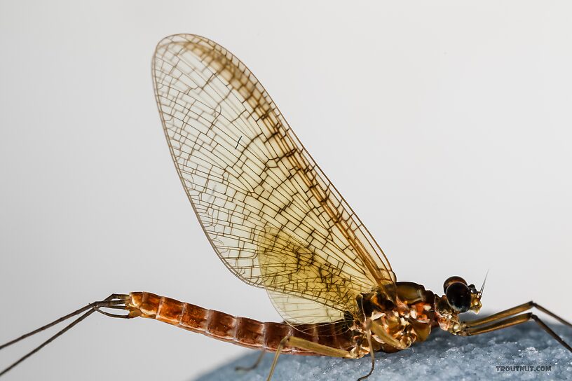 Male Cinygmula reticulata (Western Ginger Quill) Mayfly Spinner from Mystery Creek #237 in Montana