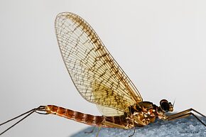 Male Cinygmula reticulata (Western Ginger Quill) Mayfly Spinner