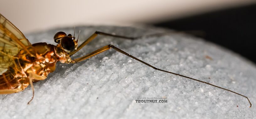 Male Cinygmula reticulata (Western Ginger Quill) Mayfly Spinner from Mystery Creek #237 in Montana