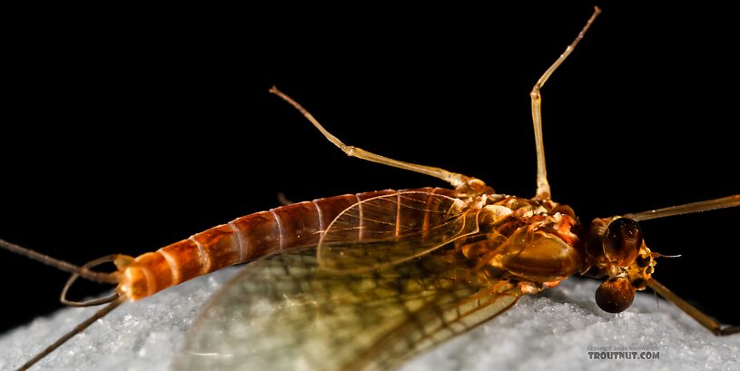 Male Cinygmula reticulata (Western Ginger Quill) Mayfly Spinner from Mystery Creek #237 in Montana