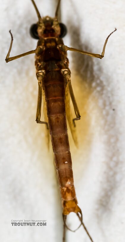 Male Cinygmula reticulata (Western Ginger Quill) Mayfly Spinner from Mystery Creek #237 in Montana